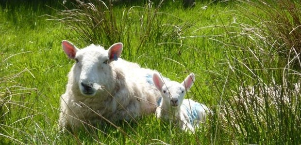 Spring lambing